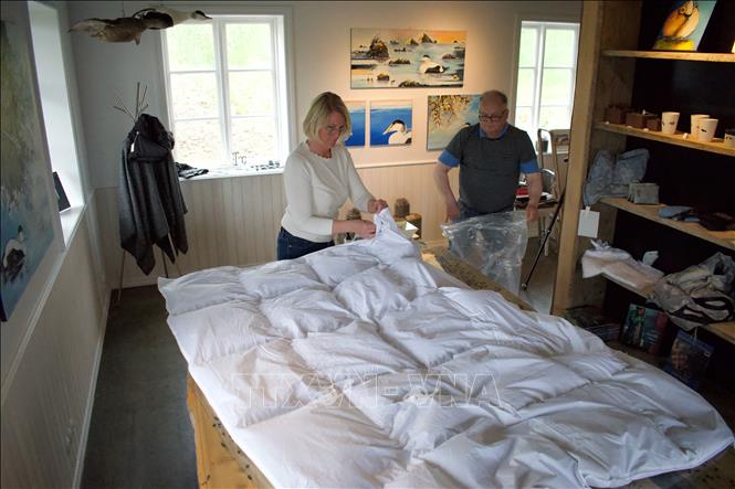 Trong ảnh: Chiếc chăn sang trọng làm từ những chiếc lông vịt biển Eider (eiderdown) tại Iceland, ngày 5/7/2021. Ảnh: AFP/TTXVN