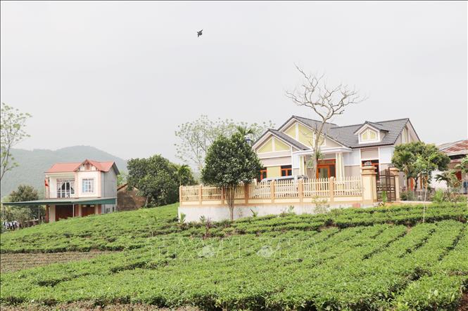 Photo: Tan Cuong Tea Hill in Thai Nguyen province. VNA Photo: Hoàng Nguyên