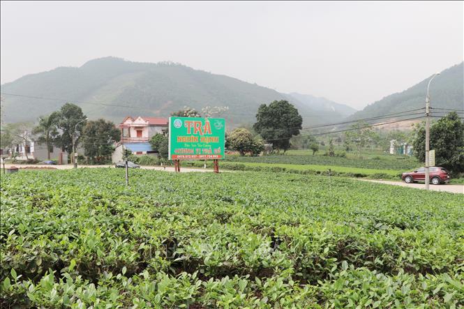 Photo: Tan Cuong Tea Hill in Thai Nguyen province. VNA Photo: Hoàng Nguyên