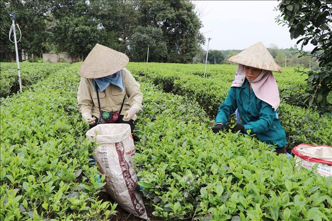 Photo: Harvesting Spring tea buds in Tan Cuong Tea Hill, Thai Nguyen province. VNA Photo: Hoàng Nguyên