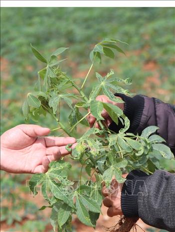 Trong ảnh: Cây sắn bị bệnh khảm lá ở xã Đăk Ruồng huyện Kon Rẫy. Ảnh: Cao Nguyên-TTXVN

