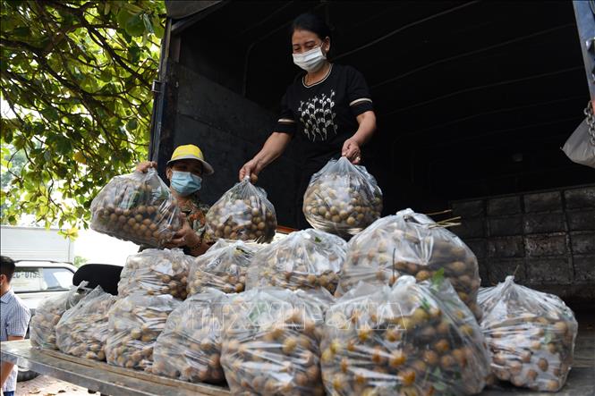Trong ảnh: Hiệp hội Doanh nghiệp tỉnh Tuyên Quang hỗ trợ tiêu thụ nhãn cho xã Thái Bình (Yên Sơn, Tuyên Quang). Ảnh: Nam Sương - TTXVN