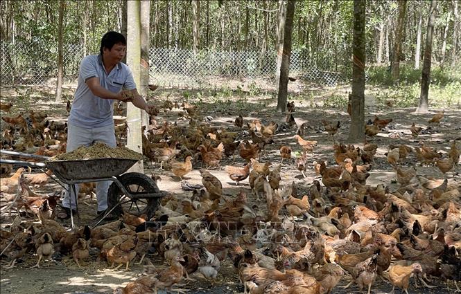 Những bí quyết để nuôi gà hữu cơ chắc thắng lãi cao