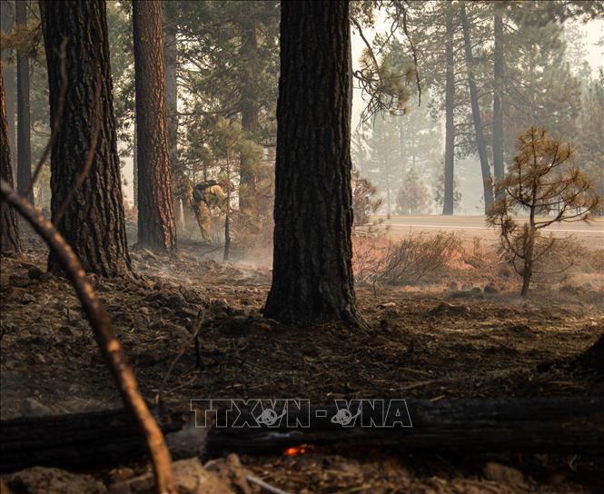 Trong ảnh: Cây cối bị thiêu trụi trong đám cháy rừng tại Butte, California, Mỹ, ngày 5/8/2021. Ảnh: THX/ TTXVN