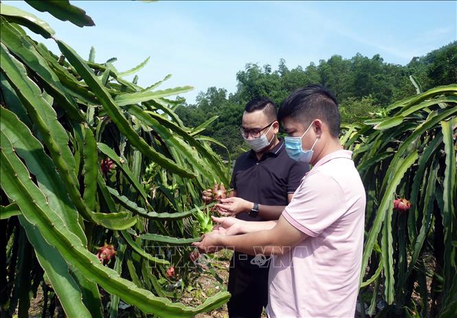 Trong ảnh: Vườn thanh long của người dân thôn Bòng, xã Tân Trào. Ảnh: Vũ Quang – TTXVN