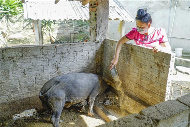 Trong ảnh: Gia đình chị Lường Thị Tiến ở xã Thanh Luông, huyện Điện Biên sử dụng vốn vay chính sách để phát triển chăn nuôi lợn và gà. Ảnh: Xuân Tư – TTXVN