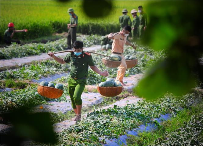 Trong ảnh: Do huyện Yên Dũng (Bắc Giang) nằm trong vùng dịch, phải cách ly, nhiều nông sản đến vụ thu hoạch khó có thể tiêu thụ, Đoàn viên Thanh niên công an huyện Yên Dũng đã giúp bà con thu hoạch và tiêu thụ dưa hấu tại thôn Vườn Tùng, xã Tiền Phong. Ảnh: Danh Lam-TTXVN