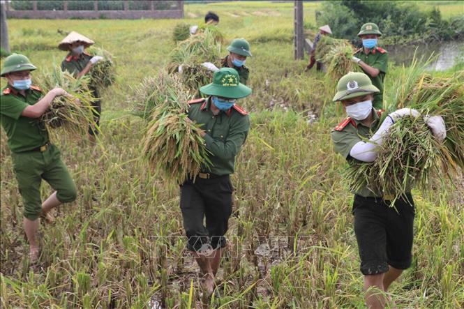 Trong ảnh: Một số hộ dân trên địa bàn huyện Sông Lô, tỉnh Vĩnh Phúc thuộc diện F1, F2 đang phải cách ly y tế theo quy định về phòng chống dịch COVID-19, trong khi vụ lúa đã đến thời gian thu hoạch. Cán bộ, chiến sĩ công an huyện Sông Lô, tỉnh Vĩnh Phúc đã giúp dân gặt lúa nhằm chia sẻ sự khó khăn, vất vả với người dân. Ảnh: TTXVN phát
