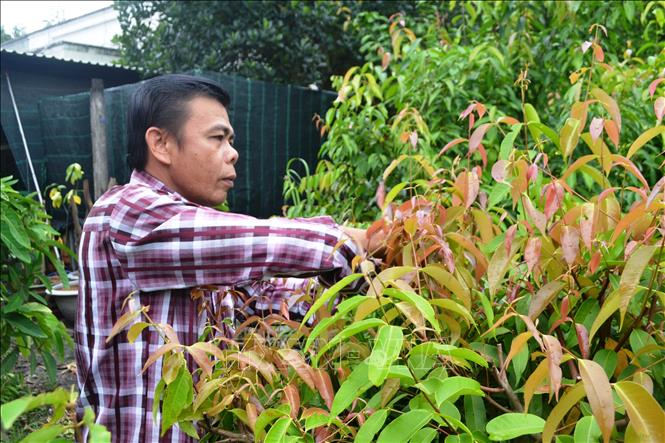 Làm giàu từ trồng rau rừng  mô hình trồng rau rừng xen canh Bình Phước