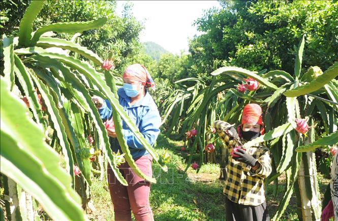 Photo: Harvesting dragon fruits in Phong Lai commune, Thuan Chau district. VNA Photo: Quang Quyết 