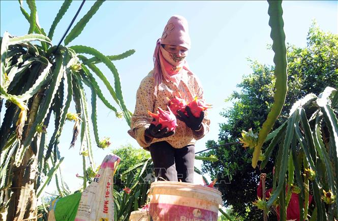 Photo: Harvesting dragon fruits in Phong Lai commune, Thuan Chau district. VNA Photo: Quang Quyết 