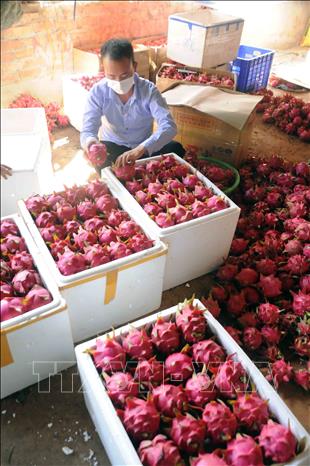 Photo: Packaging dragon fruits for export to Russia. VNA Photo: Quang Quyết 
