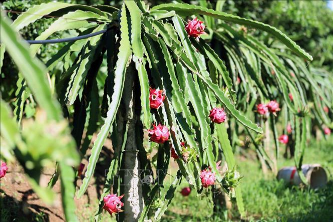 Photo: Red-flesh dragon fruits grown in Phong Lai commune, Thuan Chau district. VNA Photo: Quang Quyết 