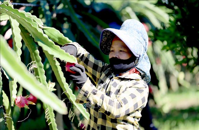 Photo: Harvesting dragon fruits in Phong Lai commune, Thuan Chau district. VNA Photo: Quang Quyết