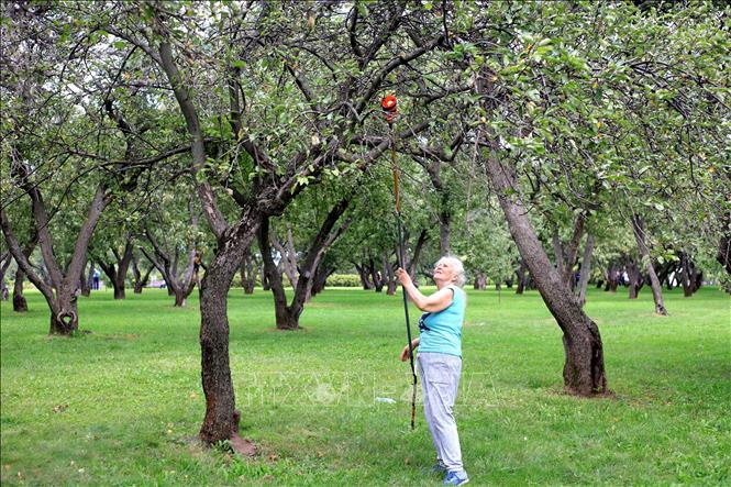 Trong ảnh: Người dân Moskva hái táo tại công viên Kolomenskoe. Ảnh: Trần Hiếu - PV TTXVN tại Nga
