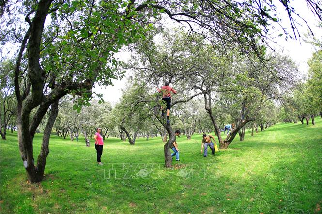Trong ảnh: Những người không có phương tiện chuyên dụng có thể rung nhẹ cành cây để táo chín rụng xuống. Ảnh: Trần Hiếu - PV TTXVN tại Nga