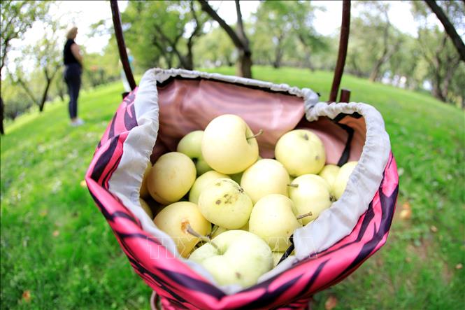 Trong ảnh: Công viên Kolomenskoe có hàng chục loại cây ăn quả khác nhau, trong đó nhiều nhất là táo và lê. Ảnh: Trần Hiếu - PV TTXVN tại Nga