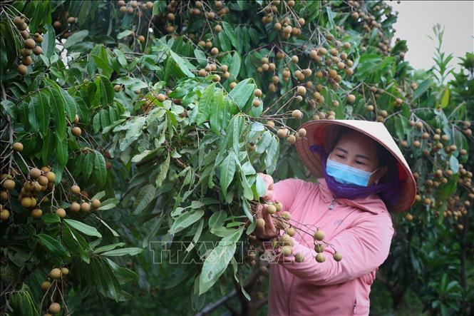 Trong ảnh: Hộ gia đình chị Nguyễn Thị Như, thôn Mật, xã Vĩnh An, huyện Sơn Động(Bắc Giang), nhờ vay nguồn vốn của Agribank chi nhánh huyện Sơn Động, đầu tư trồng cây ăn quả, nuôi bò sinh sản…mỗi năm cho thu nhập hàng trăm triệu đồng. Ảnh: Danh Lam-TTXVN