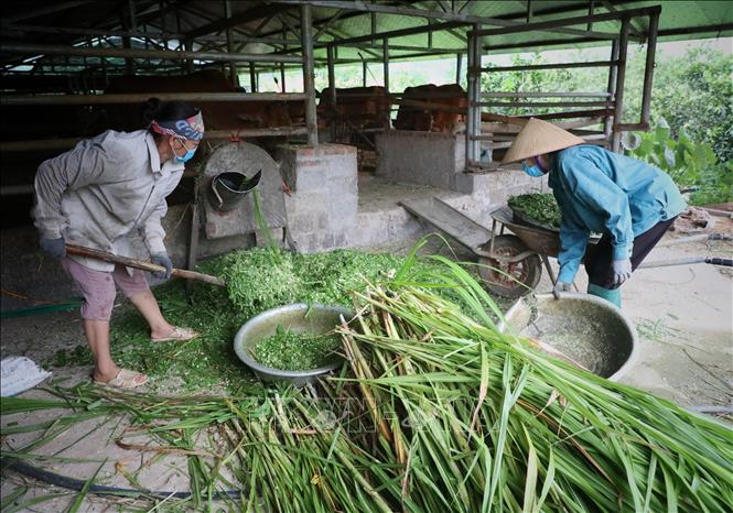 Trong ảnh: Hộ gia đình chị Nguyễn Thị Như, thôn Mật, xã Vĩnh An, huyện Sơn Động(Bắc Giang), nhờ vay nguồn vốn của Agribank chi nhánh huyện Sơn Động, đầu tư trồng cây ăn quả, nuôi bò sinh sản…mỗi năm cho thu nhập hàng trăm triệu đồng. Ảnh: Danh Lam-TTXVN