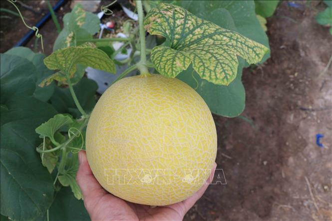 Trong ảnh: Giống dưa vàng Ethanol sinh trưởng phát triển tốt, tỷ lệ ra hoa, đậu quả cao, phù hợp với thị hiếu của người tiêu dùng. Ảnh: Đinh Tuấn - TTXVN