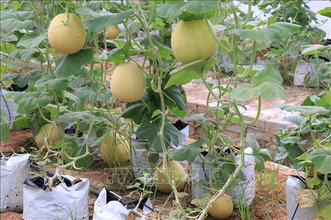 Trong ảnh: Giống dưa vàng Ethanol sinh trưởng phát triển tốt, tỷ lệ ra hoa, đậu quả cao, phù hợp với thị hiếu của người tiêu dùng. Ảnh: Đinh Tuấn - TTXVN