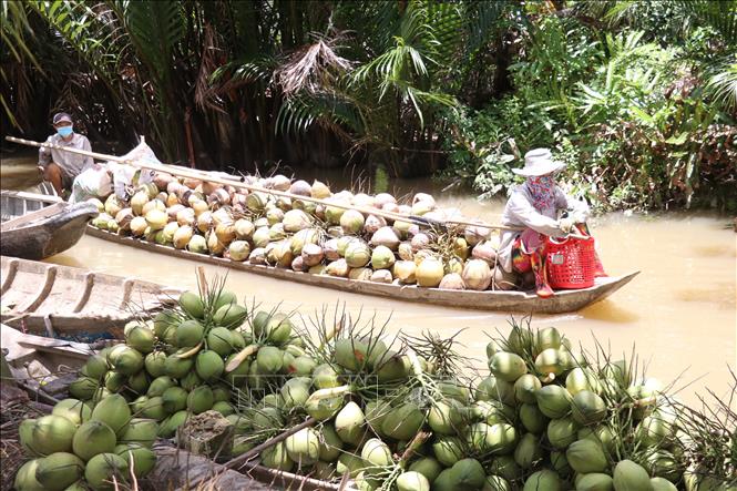 Trong ảnh: Các tổ hỗ trợ người dân thu hoạch dừa. Ảnh: Huỳnh Phúc Hậu - TTXVN