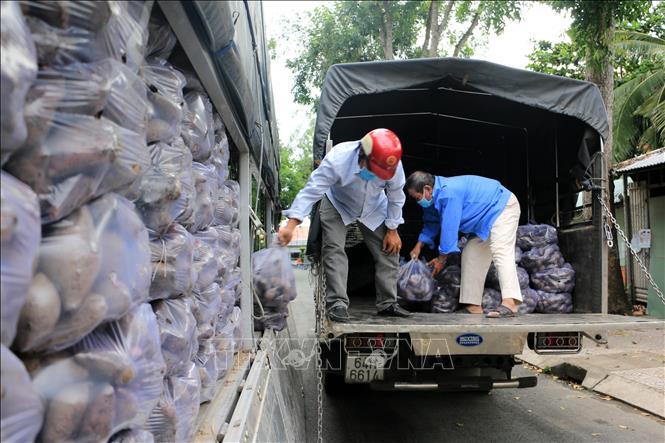 Trong ảnh: Hội Chữ thập đỏ thành phố Vĩnh Long chung tay tiêu thụ khoai lang tím Nhật của nông dân huyện Bình Tân. Ảnh: Phạm Minh Tuấn-TTXVN.