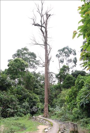 Trong ảnh: Một thân cây cổ thụ cao khoảng 30m đã chết khô từ lâu, đứng ở vị trí cạnh con đường tham quan dẫn sâu vào di tích. Ảnh: Xuân Tiến - TTXVN 