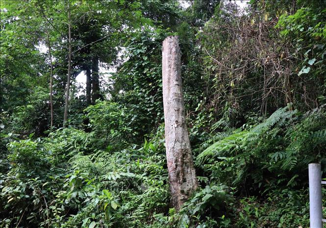 Trong ảnh: Vết tích một thân cây cao hàng chục mét đã bị gãy đổ từ trước do dông lốc xảy ra trong khu di tích. Ảnh: Xuân Tiến - TTXVN 

