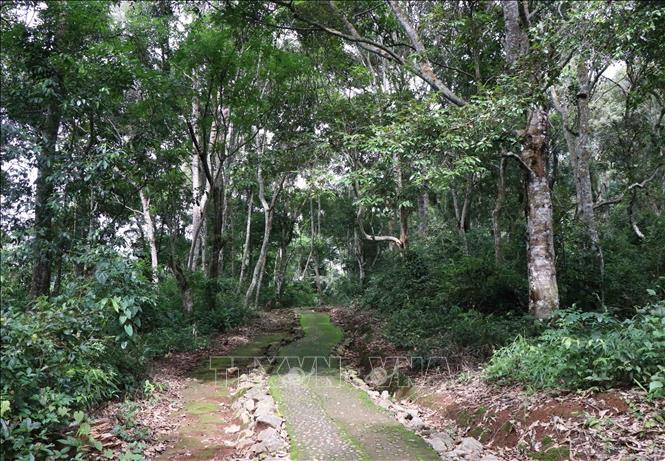 Trong ảnh: Con đường dẫn sâu vào di tích Sở Chỉ huy Chiến dịch Điện Biên Phủ dài gần 1km, chủ yếu luồn dưới tán rừng đặc dụng. Khi mưa tó, gió lớn, du khách tham quan cần đề phòng cành, thân cây gãy, đổ. Ảnh: Xuân Tiến - TTXVN 