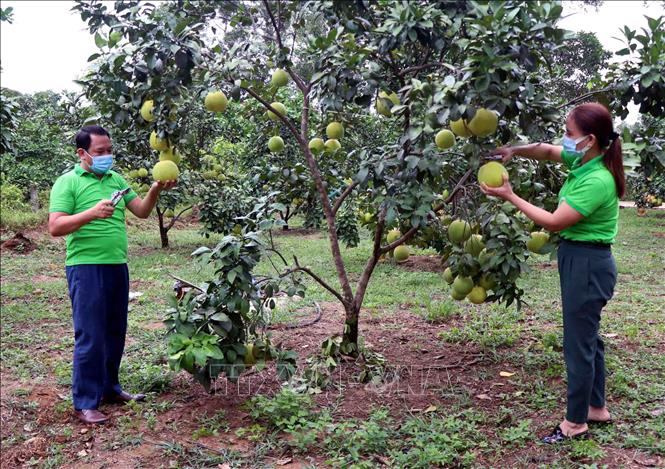 Trong ảnh: Hội nông dân huyện Hương Khê (Hà Tĩnh) thu hoạch bưởi Phúc Trạch giúp nhân dân ở xã Hương Trạch. Ảnh: Công Tường - TTXVN