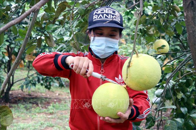Trong ảnh: Người dân xã Hương Trạch (Hương Khê, Hà Tĩnh) thu hoạch bưởi Phúc Trạch. Ảnh: Công Tường - TTXVN
