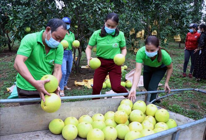 Trong ảnh: Hội nông dân huyện Hương Khê thu mua bưởi Phúc Trạch giúp người dân ở xã Hương Trạch (Hương Khê, Hà Tĩnh). Ảnh: Công Tường - TTXVN