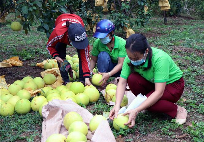 Trong ảnh: Dán nhãn chỉ dẫn địa lý bưởi Phúc Trạch cho người dân trồng bưởi ở huyện Hương Khê (Hà Tĩnh). Ảnh: Công Tường - TTXVN