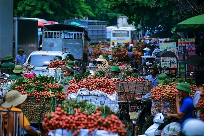 Trong ảnh: Tỉnh Bắc Giang tập trung phát triển các giống cây ăn quả đặc sản, trong đó nhiều nhất là vải đặc sản với diện tích gần 30.000 ha trồng vải cho thu hoạch, sản lượng ước đạt hơn 150.000 tấn quả, tập trung ở các huyện Lục Ngạn, Lục Nam, Yên Thế, Lạng Giang. Ảnh: Trọng Đạt – TTXVN
