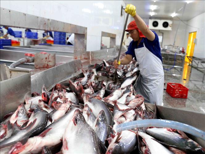 Trong ảnh: Chế biến cá tra xuất khẩu tại nhà máy của Tập đoàn Sao Mai (tỉnh An Giang). Ảnh: Vũ Sinh - TTXVN