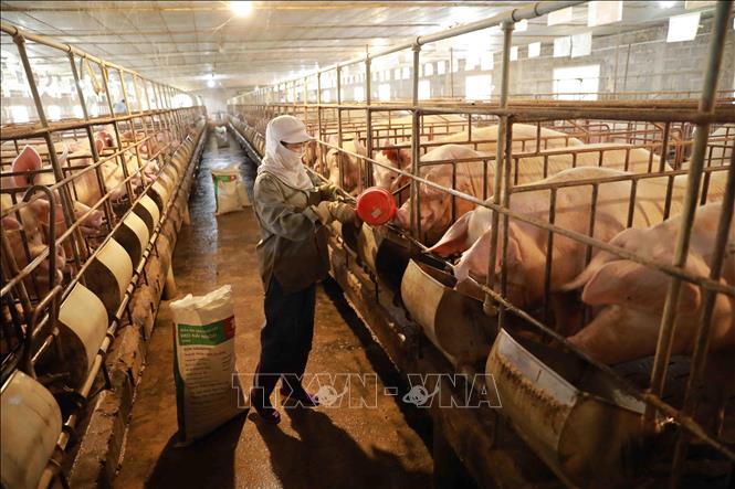 Trong ảnh: Trang trại chăn nuôi lợn của gia đình anh Phạm Văn Thụy ở xã Phú Châu (huyện Ba Vì, thành phố Hà Nội) là mô hình điểm của huyện về chuỗi chăn nuôi lợn từ khâu sản xuất con giống đến nuôi lợn thịt theo quy trình khép kín, an toàn dịch bệnh, mang lại hiệu quả kinh tế cao. Ảnh: Vũ Sinh – TTXVN