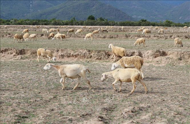 Trong ảnh: Vùng chăn nuôi cừu tập trung ở xã Phước Trung, huyện Bác Ái, tỉnh Ninh Thuận. Ảnh: Nguyễn Thành – TTXVN
