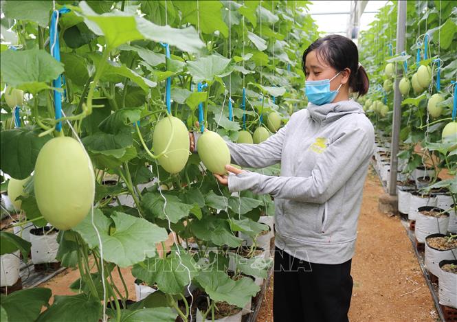 Trong ảnh: Mô hình sản xuất dưa lưới theo hướng nông nghiệp công nghệ cao tại xã Phước Tiến, huyện Bác Ái, tỉnh Ninh Thuận. Ảnh: Nguyễn Thành – TTXVN
