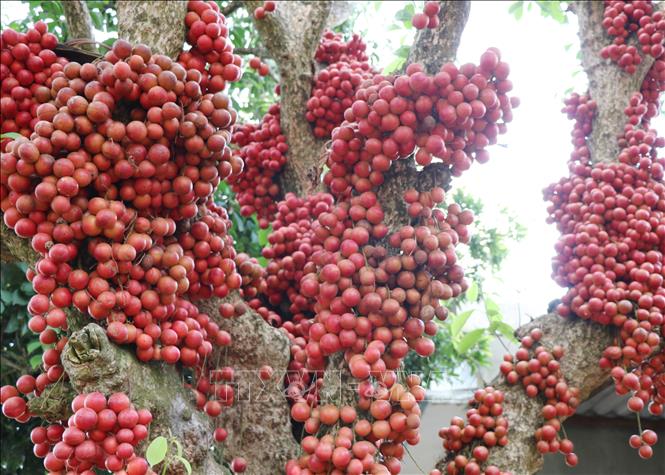 Những chùm đỏ mọc ra từ thân cây đỏ rực mỗi khi Thu về. Ảnh: Phạm Cường-TTXVN