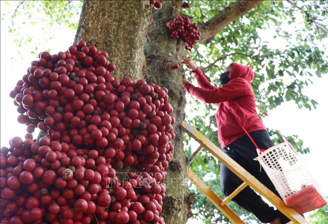 Nguời dân địa phương thu hoạch quả đỏ từ trên cao xuống thấp, bởi quả đỏ ở trên cao thường chín trước và ngọt hơn. Ảnh: Phạm Cường-TTXVN