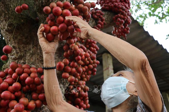 Trái đỏ có vị chua chua nếu ăn những trái ở dưới gốc, còn những trái hái từ trên ngọn lại ít chua hơn, có vị ngọt. Ảnh: Phạm Cường-TTXVN