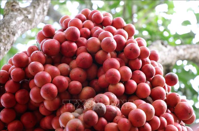 Trái đỏ mọc ra thành từng chùm từ thân cây, sum suê từ dưới gốc lên đến trên ngọn. Ảnh: Phạm Cường-TTXVN