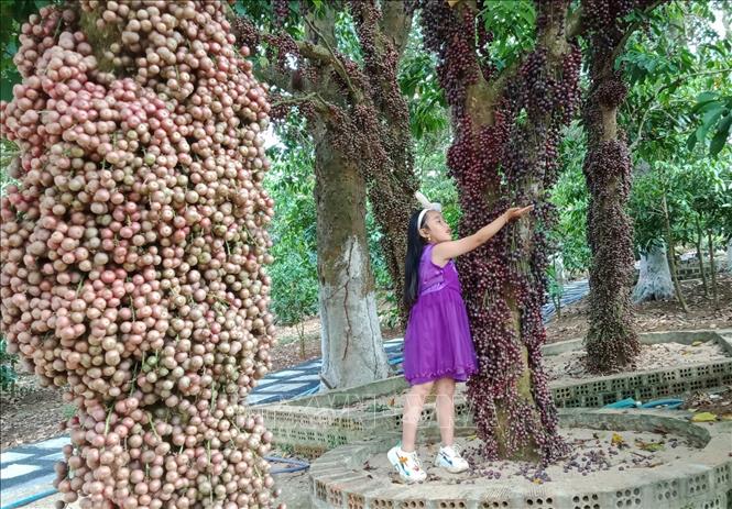 Đến cuối tháng bảy âm lịch trái đỏ đã bắt đầu chín dần và đến dịp gần Tết Trung thu mới chín rộ. Ảnh: TTXVN