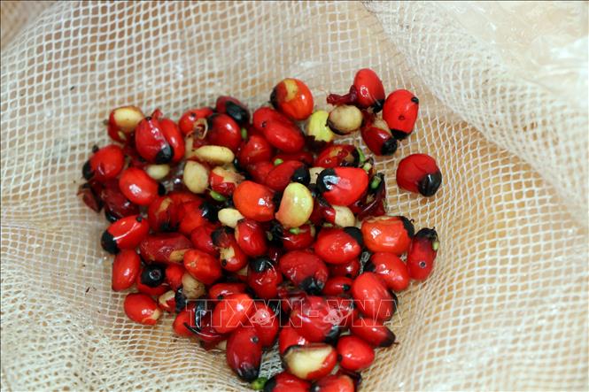 Trong ảnh: Hạt giống sâm Ngọc Linh Kon Tum thật nhỏ hơn. Ảnh: Cao Nguyên-TTXVN

