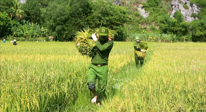 Công an huyện Như Thanh xuống đồng gặt, vận chuyển lúa về nhà cho nông dân. Ảnh: Nguyễn Nam-TTXVN