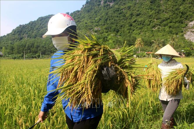 Người dân huyện miền núi Như Thanh xuống đồng gặt lúa, tránh thiệt hại do mưa bão gây ra. Ảnh: Nguyễn Nam-TTXVN