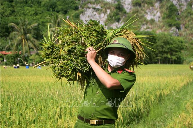 Công an huyện Như Thanh xuống đồng gặt, vận chuyển lúa về nhà cho nông dân. Ảnh: Nguyễn Nam-TTXVN