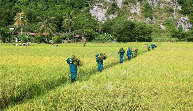 Dân quân, giáo viên và Công an huyện Như Thanh xuống đồng gặt, vận chuyển lúa về nhà cho nông dân. Ảnh: Nguyễn Nam-TTXVN