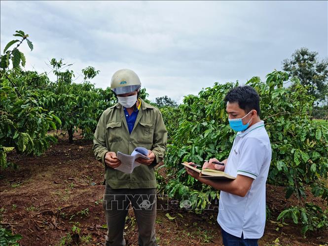 Trong ảnh: Tuyên truyền, vận động hộ dân xã Nghĩa Hưng (Chư Păh, Gia Lai) có diện tích đất nằm trong diện tích đất thu hồi của Công ty TNHH Một thành viên Chè Biển Hồ giao lại cho Ủy ban nhân dân huyện Chư Păh quản lý để người dân hiểu rõ quy định pháp luật về quản lý, sử dụng đất. Ảnh: Hồng Điệp - TTXVN